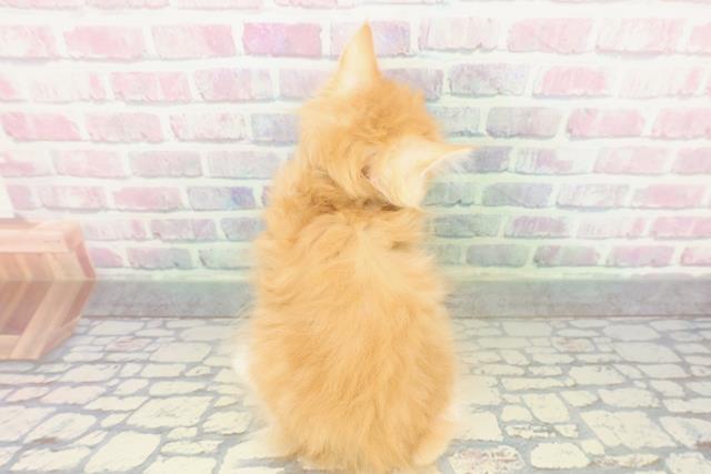 北海道のサイベリアン (Coo&RIKU札幌東店/2026年1月13日生まれ/男の子/レッドタビーホワイト)の子猫の4枚目の画像