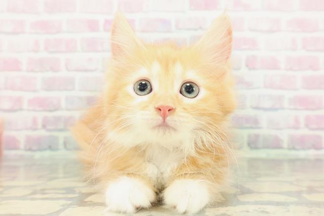 北海道のサイベリアン (Coo&RIKU岩見沢店/2026年1月13日生まれ/女の子/レッドタビーホワイト)の子猫の1枚目の画像