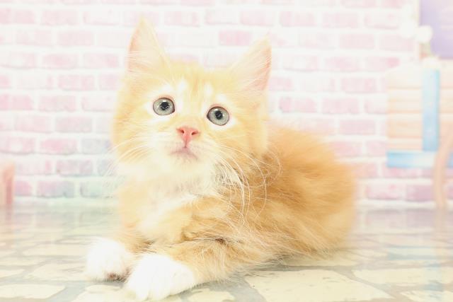 北海道のサイベリアン (Coo&RIKU岩見沢店/2026年1月13日生まれ/女の子/レッドタビーホワイト)の子猫の2枚目の画像