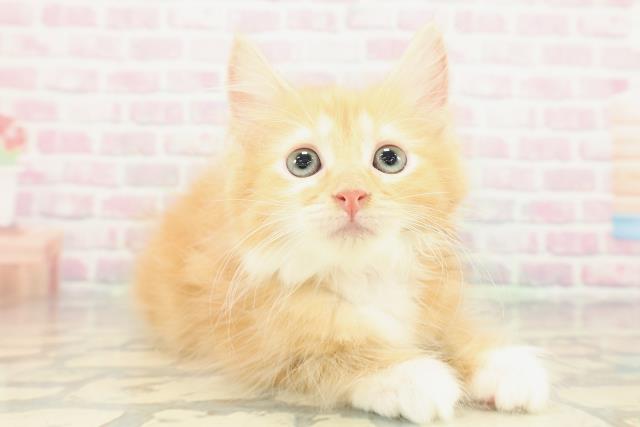 北海道のサイベリアン (Coo&RIKU岩見沢店/2026年1月13日生まれ/女の子/レッドタビーホワイト)の子猫の3枚目の画像