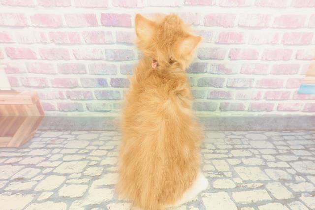 北海道のサイベリアン (Coo&RIKU岩見沢店/2026年1月13日生まれ/女の子/レッドタビーホワイト)の子猫の4枚目の画像