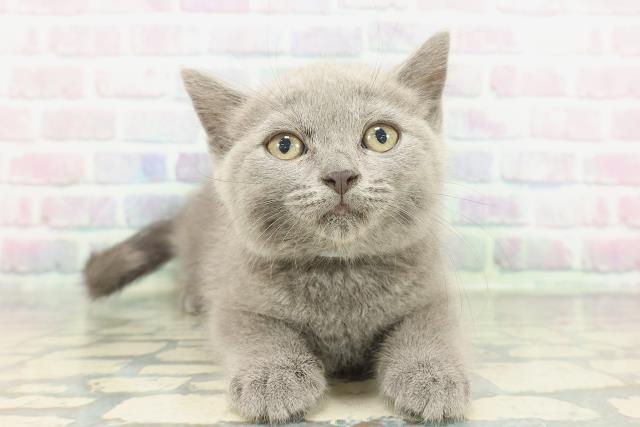 広島県のブリティッシュショートヘアー (Coo&RIKU東広島店/2026年1月15日生まれ/男の子/ブルー)の子猫