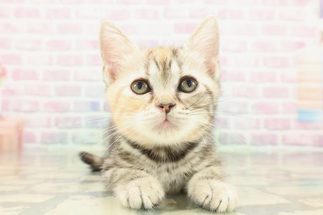 東京都のアメリカンショートヘアー (Coo&RIKU練馬店/2026年1月18日生まれ/女の子/シルバーパッチドタビー)の子猫