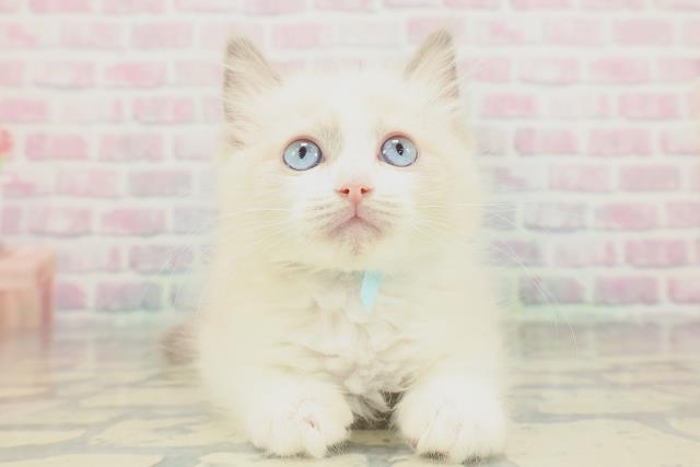 新潟県のラグドール (Coo&RIKU長岡店/2026年1月14日生まれ/男の子/ブルーポイントバイカラー)の子猫の1枚目の画像