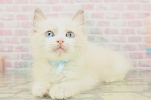 新潟県のラグドール (Coo&RIKU長岡店/2026年1月14日生まれ/男の子/ブルーポイントバイカラー)の子猫の2枚目の画像