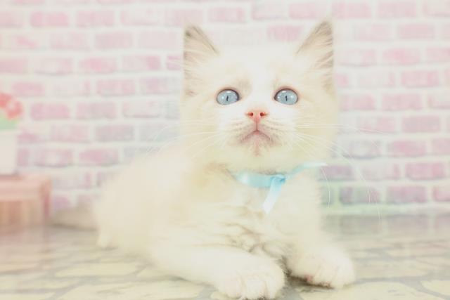 新潟県のラグドール (Coo&RIKU長岡店/2026年1月14日生まれ/男の子/ブルーポイントバイカラー)の子猫の3枚目の画像