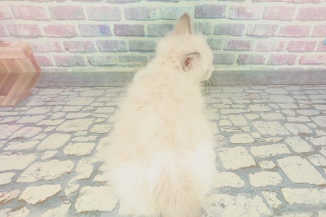 新潟県のラグドール (Coo&RIKU長岡店/2026年1月14日生まれ/男の子/ブルーポイントバイカラー)の子猫の4枚目の画像