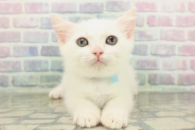 東京都のマンチカン (Coo&RIKU中野サンモール店/2026年1月13日生まれ/男の子/ホワイト)の子猫