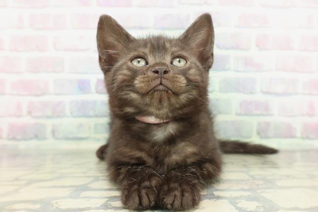 新潟県のアメリカンショートヘアー (Coo&RIKU新潟東店/2026年1月23日生まれ/女の子/ブラックスモーク)の子猫の1枚目の画像