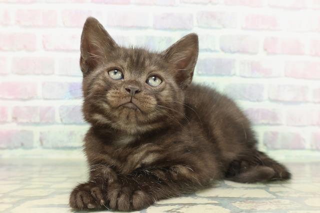 新潟県のアメリカンショートヘアー (Coo&RIKU新潟東店/2026年1月23日生まれ/女の子/ブラックスモーク)の子猫の2枚目の画像