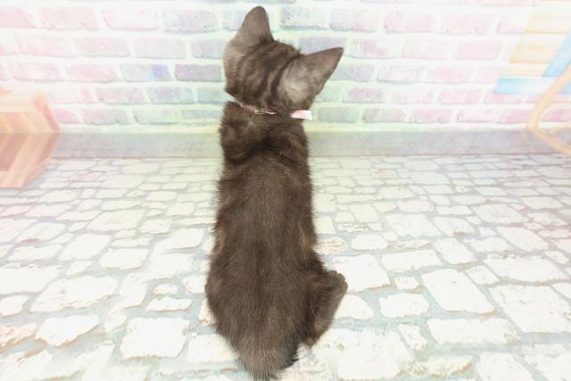 新潟県のアメリカンショートヘアー (Coo&RIKU新潟東店/2026年1月23日生まれ/女の子/ブラックスモーク)の子猫の4枚目の画像