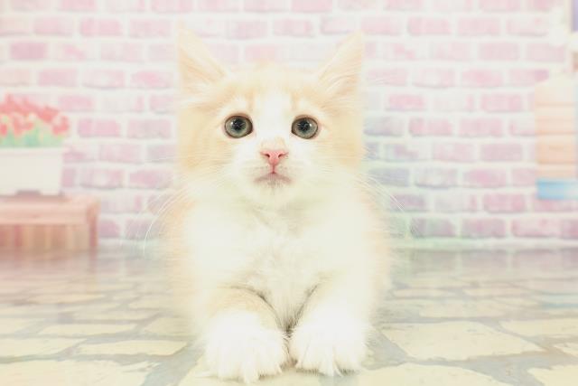 広島県のノルウェージャンフォレストキャット (Coo&RIKU福山店/2026年1月1日生まれ/男の子/クリームタビーホワイト)の子猫