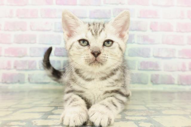 長野県のアメリカンショートヘアー (Coo&RIKU松本店/2026年1月23日生まれ/女の子/シルバークラシックタビー)の子猫の1枚目の画像