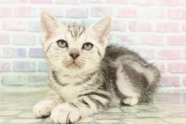 長野県のアメリカンショートヘアー (Coo&RIKU松本店/2026年1月23日生まれ/女の子/シルバークラシックタビー)の子猫の2枚目の画像