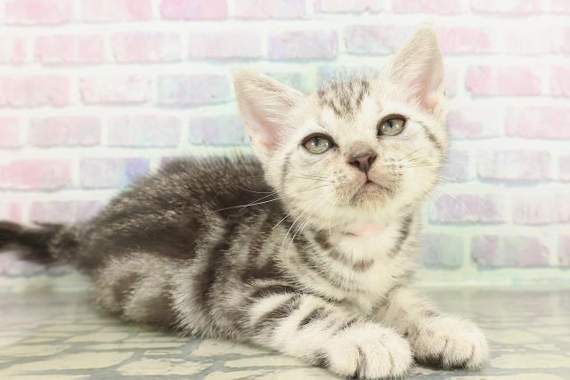 長野県のアメリカンショートヘアー (Coo&RIKU松本店/2026年1月23日生まれ/女の子/シルバークラシックタビー)の子猫の3枚目の画像