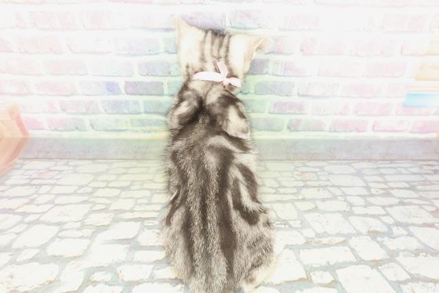 長野県のアメリカンショートヘアー (Coo&RIKU松本店/2026年1月23日生まれ/女の子/シルバークラシックタビー)の子猫の4枚目の画像