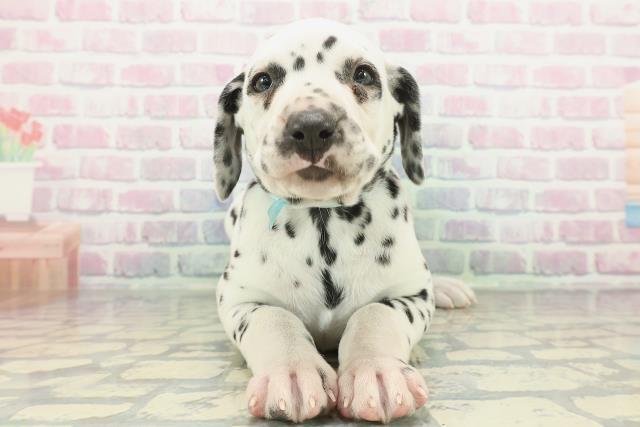 沖縄県のダルメシアン (Coo&RIKU沖縄浦添店/2026年1月23日生まれ/男の子/ホワイトブラック)の子犬の1枚目の画像