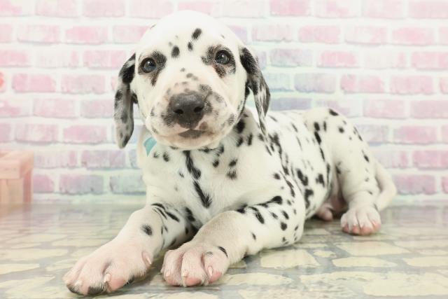 沖縄県のダルメシアン (Coo&RIKU沖縄浦添店/2026年1月23日生まれ/男の子/ホワイトブラック)の子犬の2枚目の画像