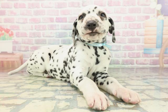 沖縄県のダルメシアン (Coo&RIKU沖縄浦添店/2026年1月23日生まれ/男の子/ホワイトブラック)の子犬の3枚目の画像