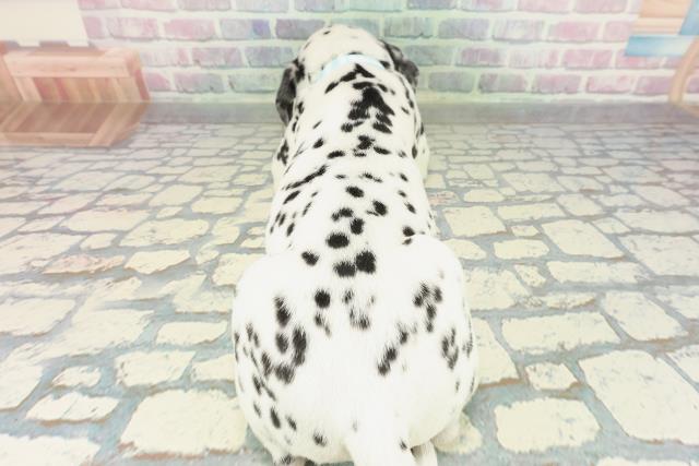 沖縄県のダルメシアン (Coo&RIKU沖縄浦添店/2026年1月23日生まれ/男の子/ホワイトブラック)の子犬の4枚目の画像