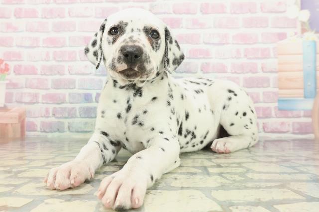 長野県のダルメシアン (Coo&RIKU長野店/2026年1月23日生まれ/女の子/ホワイトブラック)の子犬の2枚目の画像