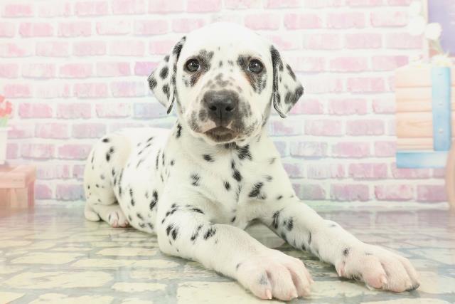 長野県のダルメシアン (Coo&RIKU長野店/2026年1月23日生まれ/女の子/ホワイトブラック)の子犬の3枚目の画像