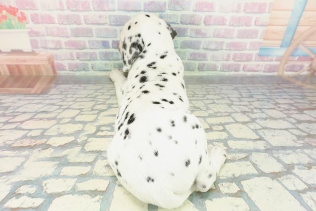 長野県のダルメシアン (Coo&RIKU長野店/2026年1月23日生まれ/女の子/ホワイトブラック)の子犬の4枚目の画像