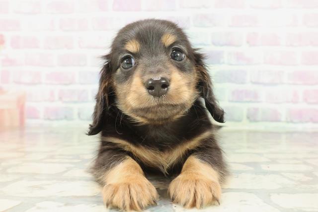 ミニチュア・ダックスフンド