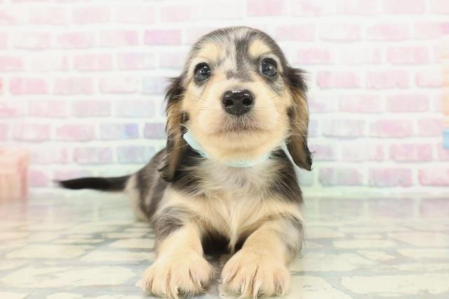 ミニチュア・ダックスフンド