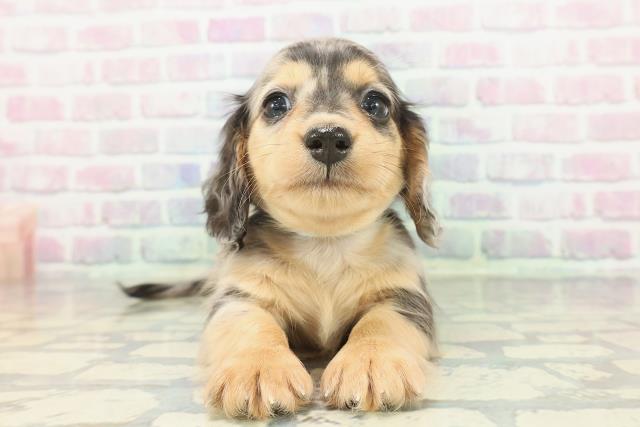 ミニチュア・ダックスフンド