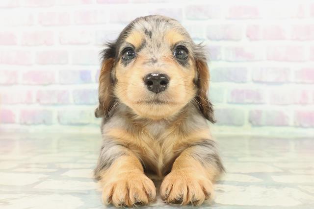 ミニチュア・ダックスフンド