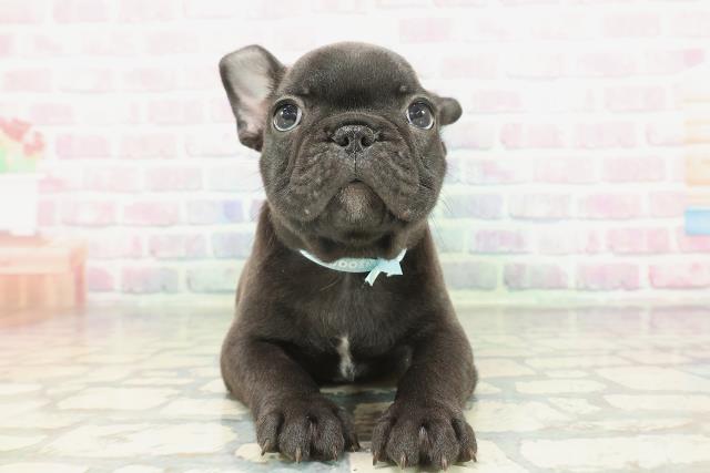 新潟県のフレンチブルドッグ (Coo&RIKU上越店/2026年1月25日生まれ/男の子/ブリンドルホワイト)の子犬