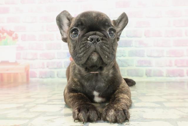 フレンチブルドッグ