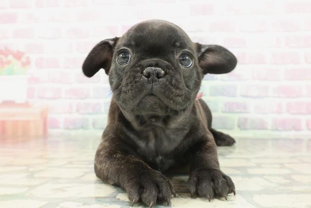 東京都のフレンチブルドッグ (Coo&RIKU板橋店/2026年1月25日生まれ/女の子/ブリンドルホワイト)の子犬の1枚目の画像