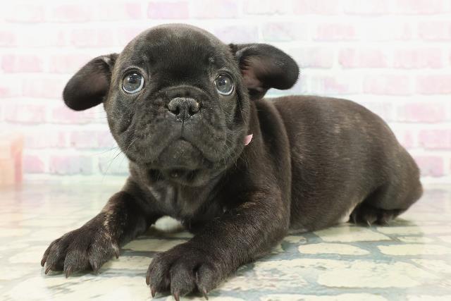 東京都のフレンチブルドッグ (Coo&RIKU板橋店/2026年1月25日生まれ/女の子/ブリンドルホワイト)の子犬の2枚目の画像