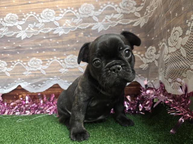 東京都のフレンチブルドッグ (Coo&RIKU板橋店/2026年1月25日生まれ/女の子/ブリンドルホワイト)の子犬の3枚目の画像