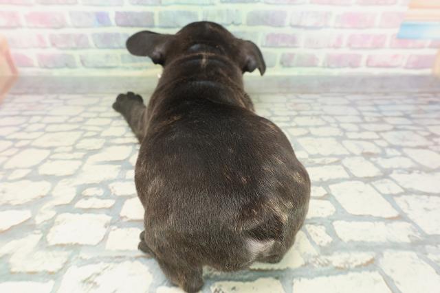 東京都のフレンチブルドッグ (Coo&RIKU板橋店/2026年1月25日生まれ/女の子/ブリンドルホワイト)の子犬の4枚目の画像