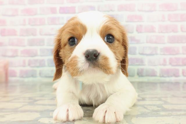 北海道のキャバリアキングチャールズスパニエル (Coo&RIKU札幌東店/2026年1月24日生まれ/男の子/ブレンハイム)の子犬