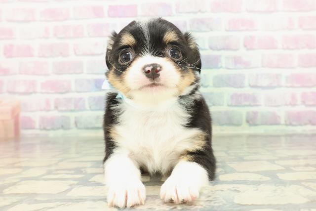 富山県のチワワ(ロング) (Coo&RIKU富山店/2026年1月24日生まれ/男の子/ブラックタンホワイト)の子犬