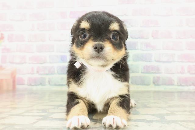 山形県のチワワ(ロング) (Coo&RIKUイオンタウン酒田店/2026年1月24日生まれ/女の子/ブラックタンホワイト)の子犬の1枚目の画像