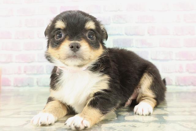 山形県のチワワ(ロング) (Coo&RIKUイオンタウン酒田店/2026年1月24日生まれ/女の子/ブラックタンホワイト)の子犬の2枚目の画像