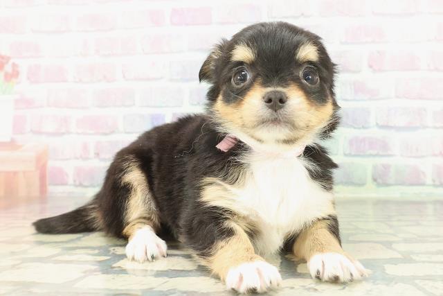 山形県のチワワ(ロング) (Coo&RIKUイオンタウン酒田店/2026年1月24日生まれ/女の子/ブラックタンホワイト)の子犬の3枚目の画像