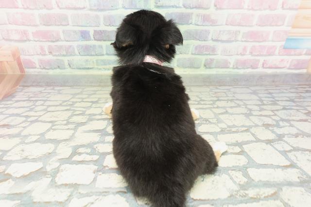 山形県のチワワ(ロング) (Coo&RIKUイオンタウン酒田店/2026年1月24日生まれ/女の子/ブラックタンホワイト)の子犬の4枚目の画像