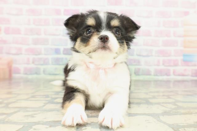 沖縄県のチワワ(ロング) (Coo&RIKU沖縄浦添店/2026年1月24日生まれ/女の子/ブラックタンホワイト)の子犬の1枚目の画像