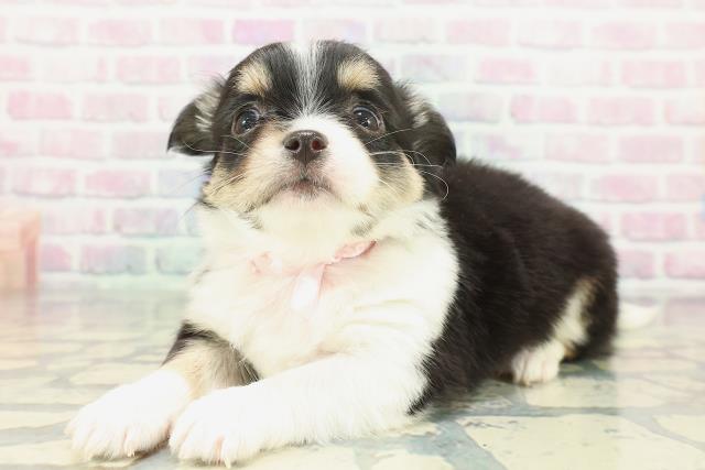 沖縄県のチワワ(ロング) (Coo&RIKU沖縄浦添店/2026年1月24日生まれ/女の子/ブラックタンホワイト)の子犬の2枚目の画像