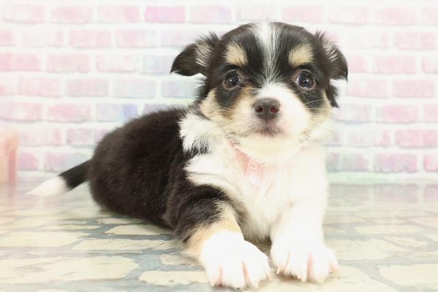 沖縄県のチワワ(ロング) (Coo&RIKU沖縄浦添店/2026年1月24日生まれ/女の子/ブラックタンホワイト)の子犬の3枚目の画像