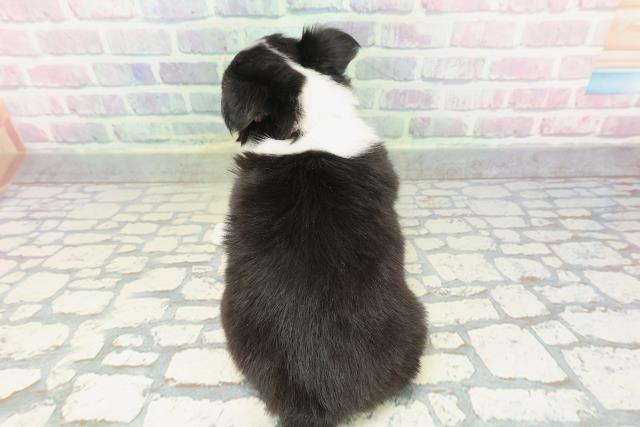 沖縄県のチワワ(ロング) (Coo&RIKU沖縄浦添店/2026年1月24日生まれ/女の子/ブラックタンホワイト)の子犬の4枚目の画像