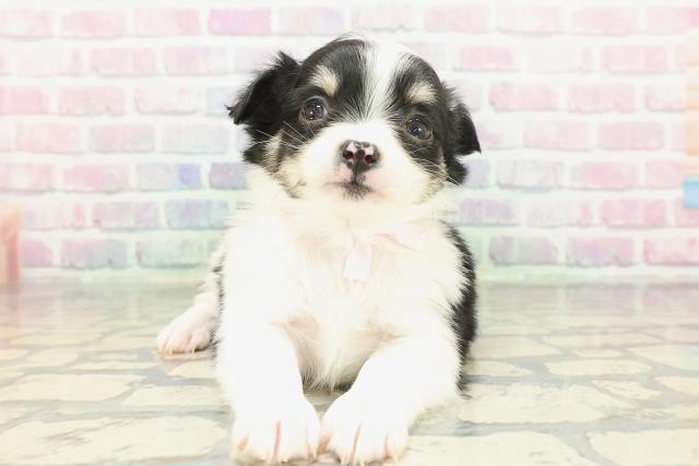 埼玉県のチワワ(ロング) (Coo&RIKU所沢店/2026年1月24日生まれ/女の子/ブラックタンホワイト)の子犬の1枚目の画像