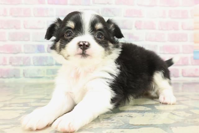 埼玉県のチワワ(ロング) (Coo&RIKU所沢店/2026年1月24日生まれ/女の子/ブラックタンホワイト)の子犬の2枚目の画像