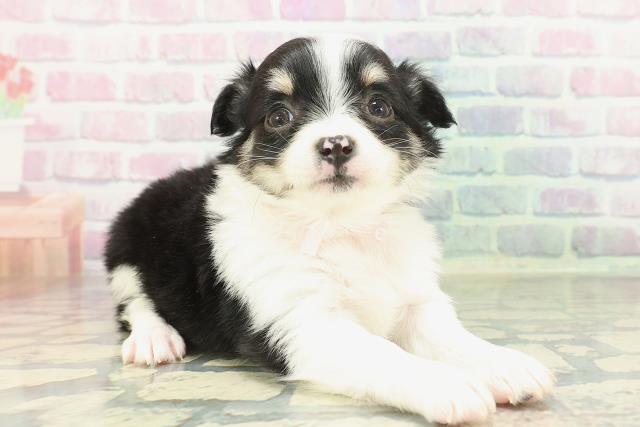 埼玉県のチワワ(ロング) (Coo&RIKU所沢店/2026年1月24日生まれ/女の子/ブラックタンホワイト)の子犬の3枚目の画像